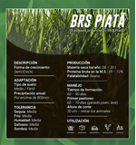 Brachiaria-brizantha-c.v-BRS20-Piata-